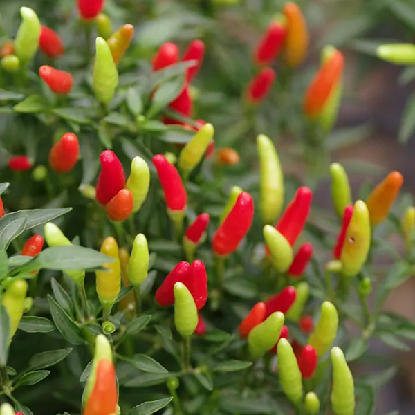 Piment